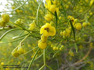 Senna artemisioides ssp. petiolaris JRG040 Flower2